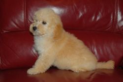 Toy Poodle Puppies ready now