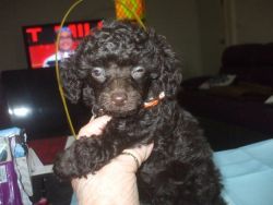 Teacup Poodle Puppies For Adoption