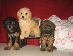 Gorgeous Purebred Teeny Tiny Toy Poodle Pups