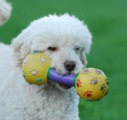 cute poodle pups for adorable homes