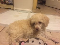 Toy poodle in Whittier