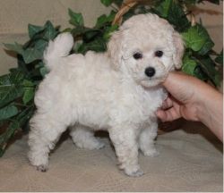 Adorable Poodle Pups Available