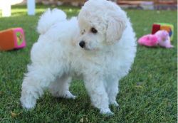 Gorgeous Poodle Pups Ready For Sale