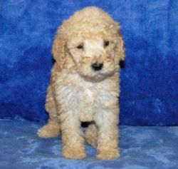Pedigree Toy Poodle Puppies For Sale