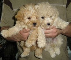TOY AND MINI POODLE EMPIRE PUPPIES