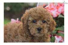 Fantastic Poodle Puppies Available