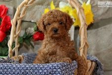 Miniature Poodle Puppies For Sale
