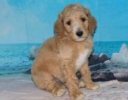 Sweetheart Standard Poodle Puppies