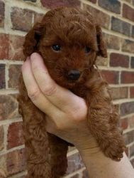 Purebred Beautiful Red Toy Poodles
