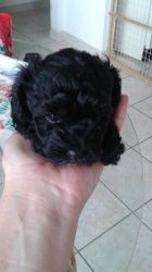Black Miniature Poodles