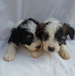 Colliepoo Puppies For Sale