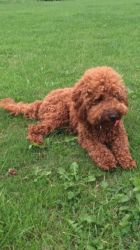 Kc Beautiful Red Poodle For Studpra Clear