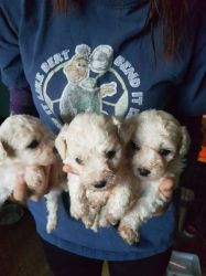 Bichonpoo Puppies For Sale
