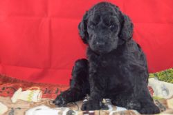 STANDARD POODLE PUPPIES FOR SALE