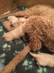 Red standard poodle pups