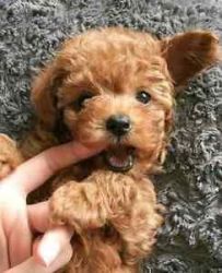 TOP QUALITY Akc regesterd TOYPOODLE puppies