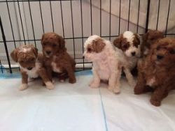Gorgeous Red and White Toy Poodles