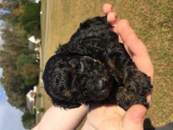 AKC toy poodle puppies