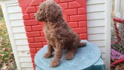 Full AKC Female Solid Red Standard Poodle Puppy