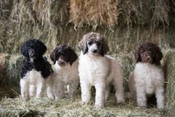 AKC Standard Parti Poodle Puppies~ Brindles, Sables. Health Tested