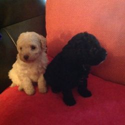 Perfect Poodle Puppies Ready Soon