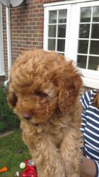 Red Kc Reg Well Proven Dna Pra Clear Poodle