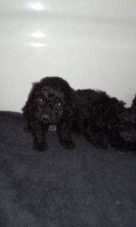Miniature Poodle available for sale