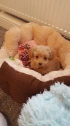 babies Miniature Poodle available for sale to new home