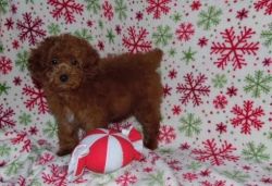 FEMALE Miniature Poodle available for sale