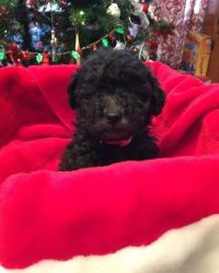 beautiful little black boy miniature poodle FOR SALE