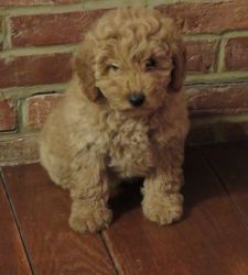 cute and cuddly Miniature Poodle available for sale