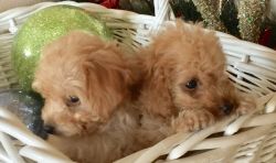Registered Toy Poodle Puppies