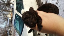 Toy Poodle Puppies!