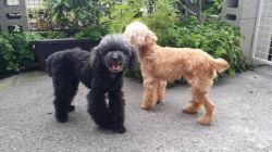 Red and black pure breed poodle puppies