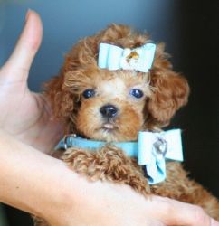 Beautiful Teacup Poodles // All Colors