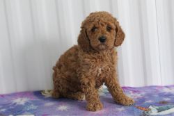 jared male standard poodle red
