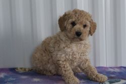 jimmy poodle male cream