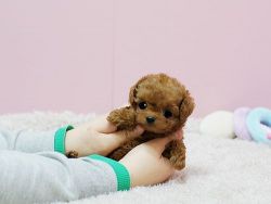 Stunning and adorable Tiny teacup poodle , well socialized