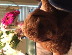 akc red toy poodle puppies