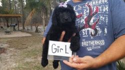 Standard poodle puppies