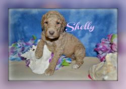Shelly female poodle ckc