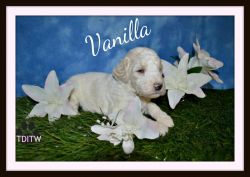 Vanilla female std poodle ckc