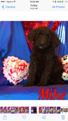 Standard Poodle puppies for sale in Michigan...