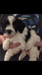 Beautiful Sproodle Puppies For Sale