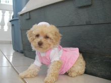 Toy poodle male puppies
