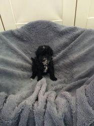 Toy Poodle Ready Now For New Home