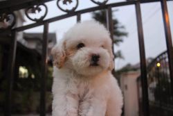Cute adorable toy poodle puppies
