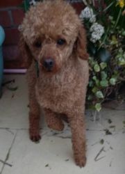 NICE AND ADORABLE POODLE PUPS FOR SALE