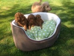 Beautiful Red Toy Poodle Puppies