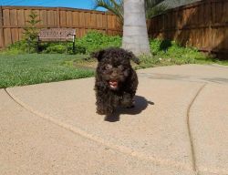 Toy Poodle Puppies Available For Sale